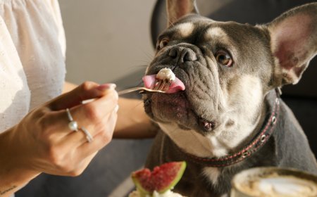 เรียนรู้ AI ChatGPT Prompts บริการสร้างแผนอาหารสำหรับสัตว์เลี้ยง: นำเสนอแบบที่กำหนดเองตามความต้องการทางอาหาร